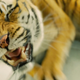 Illustration for article titled emLife of Pi/em could be the years second most gorgeous fantasy movie